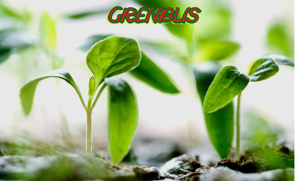 Grenblis: Modern Compound with Ancient Miracles